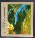 Hyacinth Macaw (Anodorhynchus hyacinthinus)